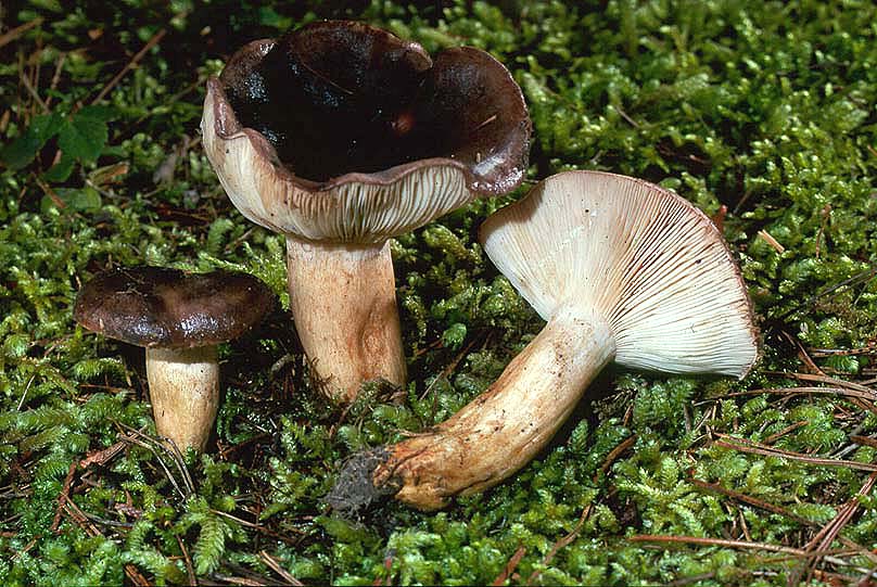Lactarius kauffmanii var kauffmanii